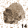 Quarzit